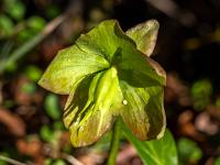 Seitliches Sonnenlicht fällt auf eine erste Schneerose
